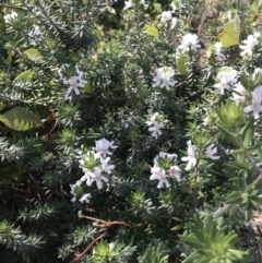 Westringia fruticosa (Native Rosemary) at Tathra, NSW - 22 Aug 2020 by Rose
