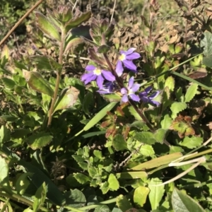 Scaevola aemula at Tathra, NSW - 22 Aug 2020