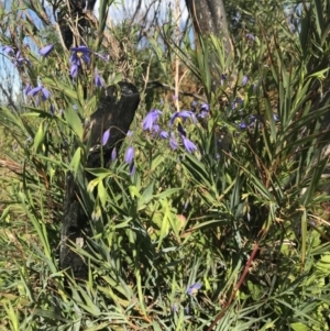 Stypandra glauca at Tathra, NSW - 22 Aug 2020