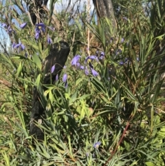Stypandra glauca (Nodding Blue Lily) at Tathra, NSW - 22 Aug 2020 by Rose