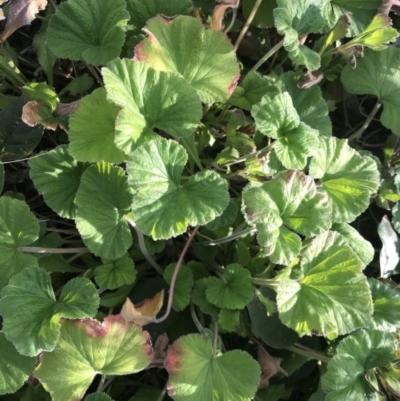 Pelargonium australe (Austral Stork's-bill) at Tathra, NSW - 22 Aug 2020 by Rose