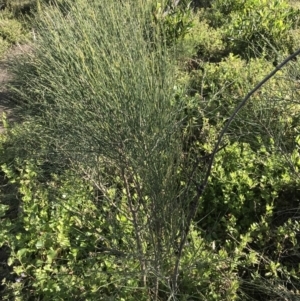 Allocasuarina verticillata at Tathra, NSW - 22 Aug 2020