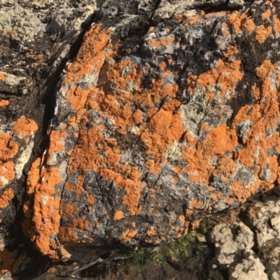 Unverified Lichen at Tathra, NSW - 22 Aug 2020 by Rose