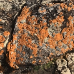 Unidentified Lichen (TBC) at Tathra, NSW - 22 Aug 2020 by Rose