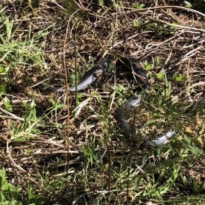 Pseudechis porphyriacus at Broughton Vale Bushcare - 23 Aug 2020 by Nivlek