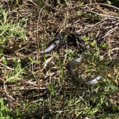 Unidentified Snake (TBC) at Broughton Vale, NSW - 23 Aug 2020 by Nivlek