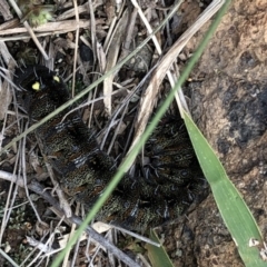 Apina callisto (Pasture Day Moth) at Ainslie volcanic grassland - 15 Jul 2020 by Nivlek