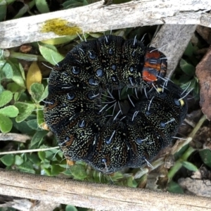 Apina callisto at Campbell, ACT - 15 Jul 2020 01:42 PM