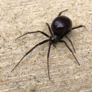 Steatoda grossa at Griffith, ACT - 21 Aug 2020