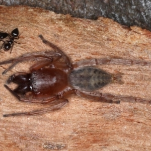 Clubiona sp. (genus) at Majura, ACT - 22 Aug 2020