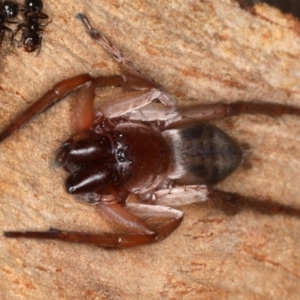 Clubiona sp. (genus) at Majura, ACT - 22 Aug 2020