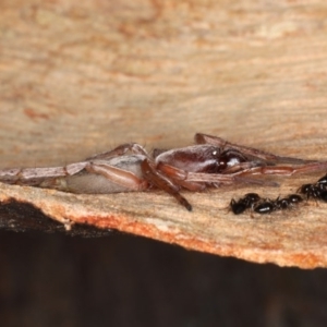 Clubiona sp. (genus) at Majura, ACT - 22 Aug 2020