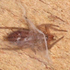 Clubiona sp. (genus) (Unidentified Stout Sac Spider) at Mount Ainslie - 22 Aug 2020 by jbromilow50