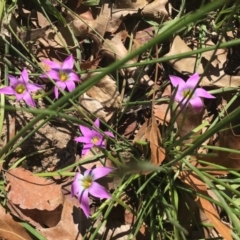 Romulea rosea var. australis (Onion Grass) at Rivett, ACT - 23 Aug 2020 by EggShell