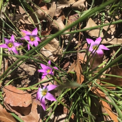 Romulea rosea var. australis (Onion Grass) at Rivett, ACT - 23 Aug 2020 by EggShell