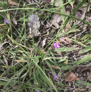 Romulea rosea var. australis at Rivett, ACT - 23 Aug 2020