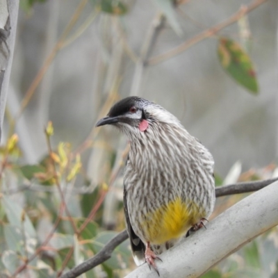 Anthochaera carunculata (Red Wattlebird) at Mount Taylor - 23 Aug 2020 by MatthewFrawley