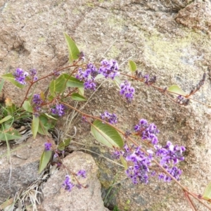 Hardenbergia violacea at Pearce, ACT - 23 Aug 2020
