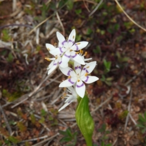 Wurmbea dioica subsp. dioica at Pearce, ACT - 23 Aug 2020 02:07 PM