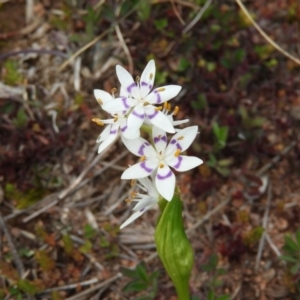 Wurmbea dioica subsp. dioica at Pearce, ACT - 23 Aug 2020