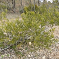 Acacia dawsonii (Dawson's Wattle) at Mount Taylor - 23 Aug 2020 by MatthewFrawley