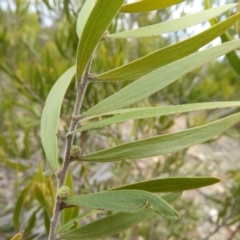 Acacia dawsonii at Chifley, ACT - 23 Aug 2020