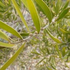 Acacia dawsonii at Chifley, ACT - 23 Aug 2020