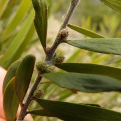 Acacia dawsonii at Chifley, ACT - 23 Aug 2020 02:36 PM