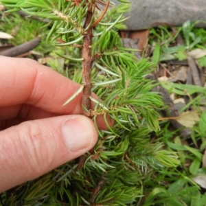 Juniperus communis at Chifley, ACT - 23 Aug 2020