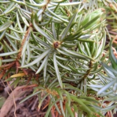 Juniperus communis at Chifley, ACT - 23 Aug 2020