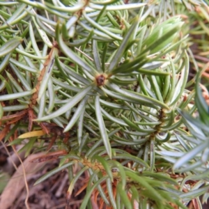 Juniperus communis at Chifley, ACT - 23 Aug 2020