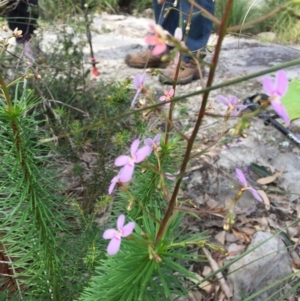 Stylidium laricifolium at Bomaderry Creek Regional Park - 21 Aug 2020