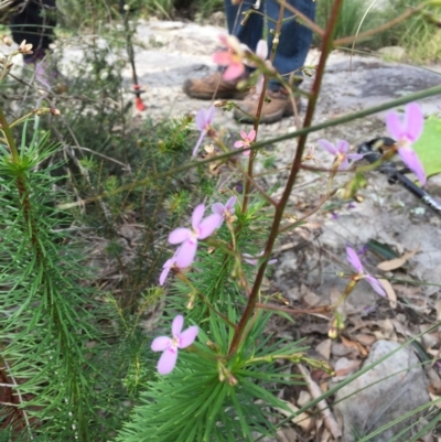 Stylidium laricifolium (Giant Triggerplant, Tree Triggerplant) at Bomaderry, NSW - 21 Aug 2020 by JanetL