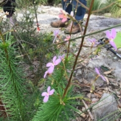 Stylidium laricifolium (Giant triggerplant, Tree triggerplant) at Bomaderry Creek Regional Park - 21 Aug 2020 by JanetL
