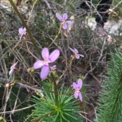 Stylidium laricifolium at Bomaderry Creek Regional Park - 21 Aug 2020