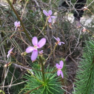 Stylidium laricifolium at Bomaderry Creek Regional Park - 21 Aug 2020 11:30 PM