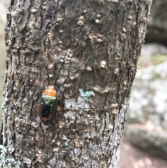 Lamprolina impressicollis (Pittosporum leaf beetle) at Bomaderry Creek Bushcare - 21 Aug 2020 by JanetL