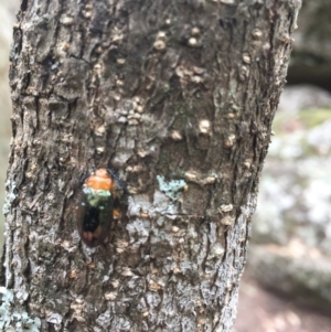 Lamprolina impressicollis at Bomaderry Creek Regional Park - 21 Aug 2020