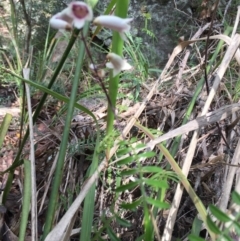 Unidentified Plant at Bomaderry, NSW - 21 Aug 2020 by JanetL