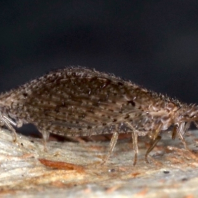 Micromus tasmaniae (Tasmanian Brown Lacewing) at Mount Ainslie - 22 Aug 2020 by jb2602