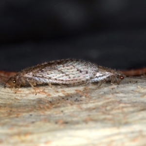 Micromus tasmaniae at Majura, ACT - 22 Aug 2020