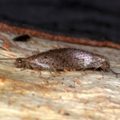 Micromus tasmaniae at Majura, ACT - 22 Aug 2020