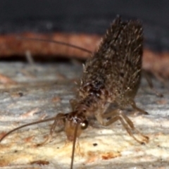 Micromus tasmaniae at Majura, ACT - 22 Aug 2020