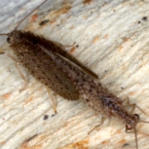 Micromus tasmaniae at Majura, ACT - 22 Aug 2020