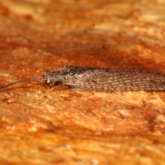 Micromus tasmaniae (Tasmanian Brown Lacewing) at Majura, ACT - 22 Aug 2020 by jbromilow50