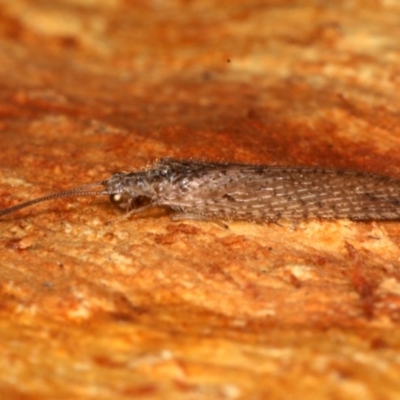 Micromus tasmaniae (Tasmanian Brown Lacewing) at Majura, ACT - 22 Aug 2020 by jb2602