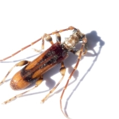 Tessaromma undatum (Velvet eucalypt longhorn beetle) at Higgins, ACT - 24 Aug 2020 by AlisonMilton