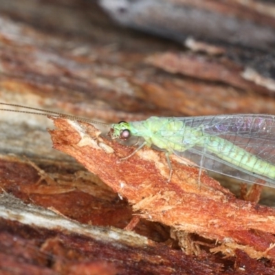 Mallada signatus (Green Lacewing) at Majura, ACT - 22 Aug 2020 by jbromilow50