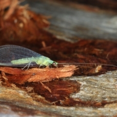 Mallada signatus at Majura, ACT - 22 Aug 2020 03:57 PM