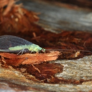 Mallada signatus at Majura, ACT - 22 Aug 2020